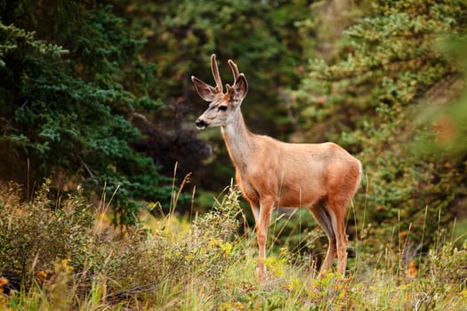 Young mule deer buck Odocoileus hemionus with velvet antlers in the wild of boreal forest taiga of the Yukon Territory Canada.