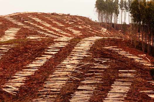 Deforestation of hillside by clearcutting mature Eucalyptus forest for timber harvest