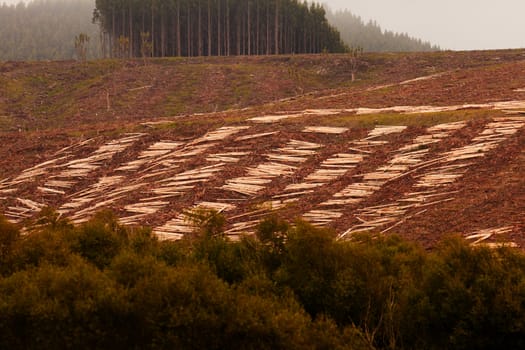 Deforestation of hillside by clearcutting mature Eucalyptus forest for timber harvest