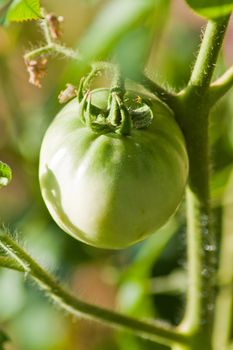 green tomatoes on the bush