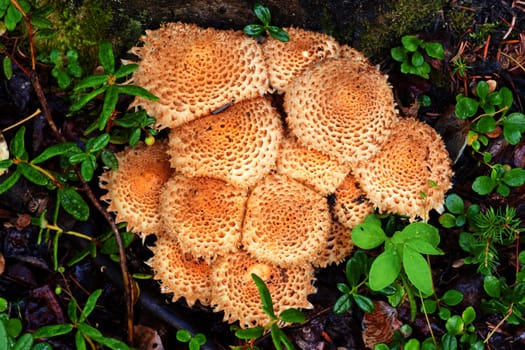 Cluster of Shaggycap mushrooms Pholiota squarrosa on forest floor.