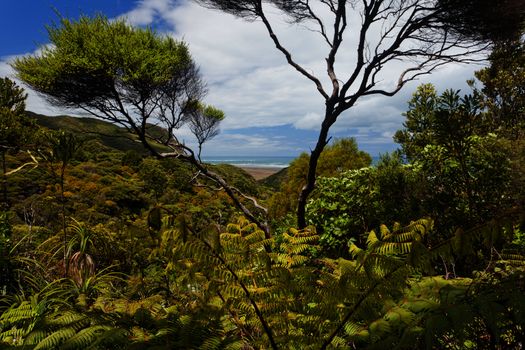 Coastal New Zealand rainforest fern tree wilderness near Piha on North Island of NZ