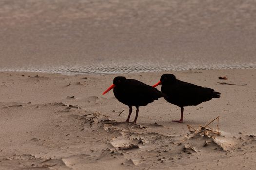 Pair of Black Oyster-catchers Haematopus unicolor resting on sandy beach