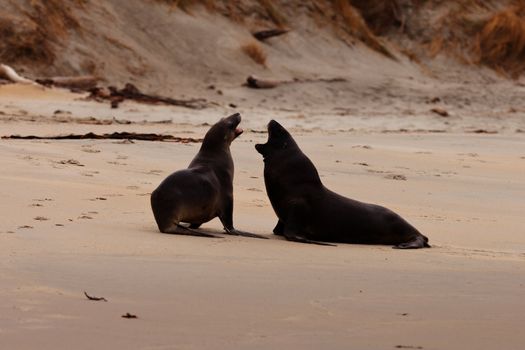 Male and female Hookers sealions Phocarctos hookeri or whakahao engaged in rough playful act of courtship behaviour on sandy beach