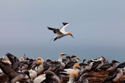 Colony of Australasian Gannets Morus serrator fledging youngs and feeding adult birds