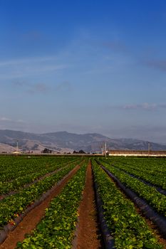 Strawberry Field in Salinas Valley, California.