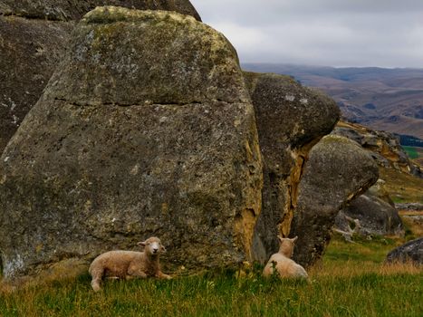 Sheep on mountain pasture grazing on lush green grass at the foot of large granite boulders on south island of New Zealand
