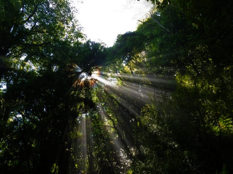 Sun beams of light penetrating dense lush green canopy of tropical rainforest jungle wilderness