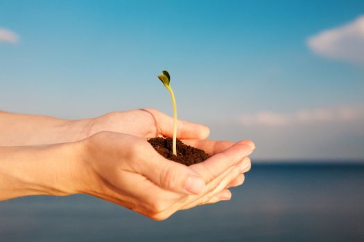 small sprout in the hands over the water and blue sky