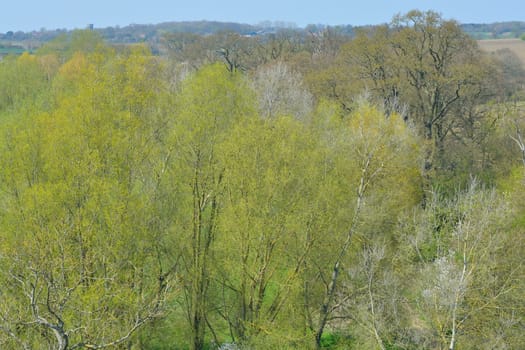 Green Trees