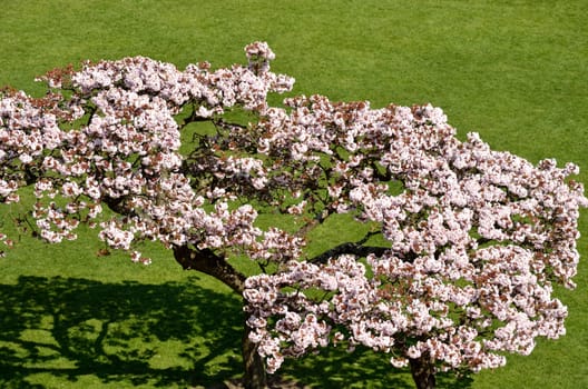 Pink Cherry Tree