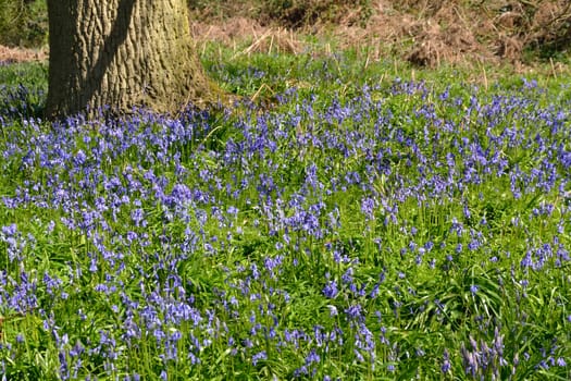 Field of Bluebells with tree trunk