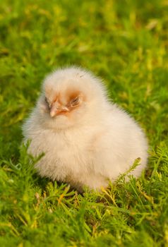 Chick