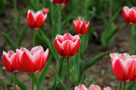 red tulips in a flowerbed in spring