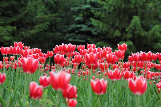 red tulips in a flowerbed in spring