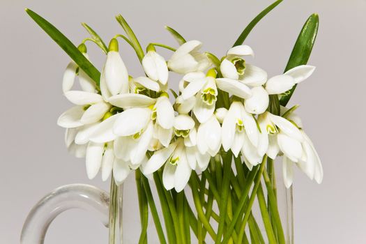 a lot of snowdrops in glass vase isolated on white background
