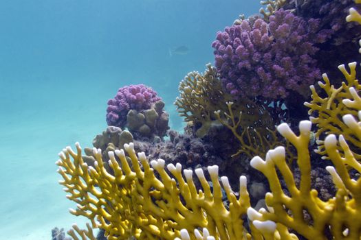 colorful coral reef at the bottom of red sea in egypt






colorful coral reef at the bottom of tropical sea