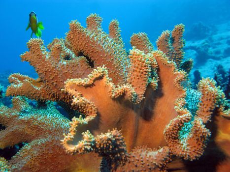 coral reef with great soft coral sarcophyton at the bottom of tropical sea  on blue water background