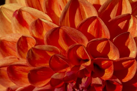 petals of red aster - macro