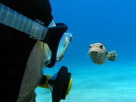 scuba diver and pufferfish at the bottom of tropical sea