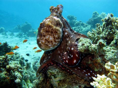 coral reef with octopus at the bottom of tropical sea on blue water background