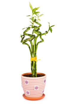 Bamboo plant (Dracaena sanderiana) on white background