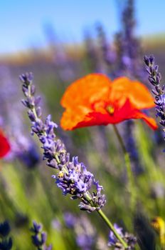 close-up of poppy flower and lavender in nature, Provence, France