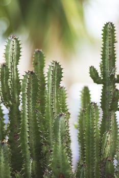 Thickets of cactus  Cereus in nature. Israel.