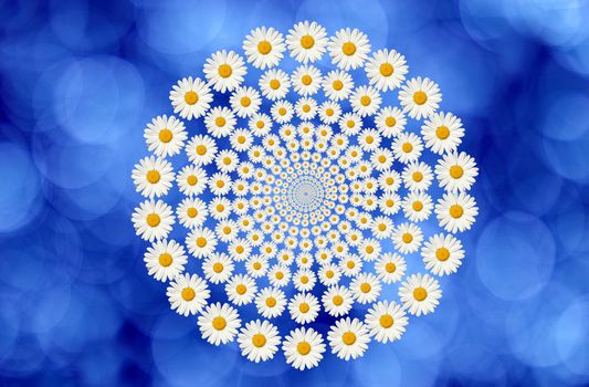 daisies circle on blue background
