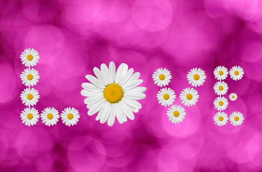 the word love made in daisies flower on pink background