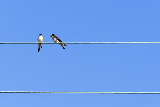 two swallows on an electrical cable