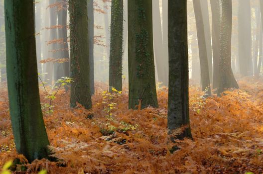misty forest in fall season