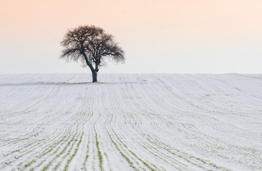 isolated tree in a snowy field