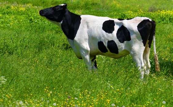 a cow in a green meadow