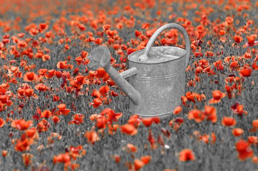 an old watering can in a poppies meadow