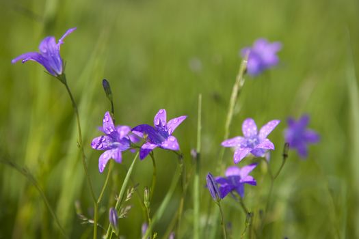 Delicate Campanula patula  close up image with soft selective focus.