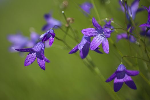 Delicate Campanula patula  close up image with soft selective focus.