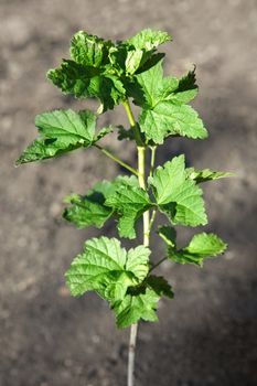 The branches of a bush without clusters of currants fruit