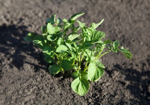 young potato plant growing on the vegetable bed