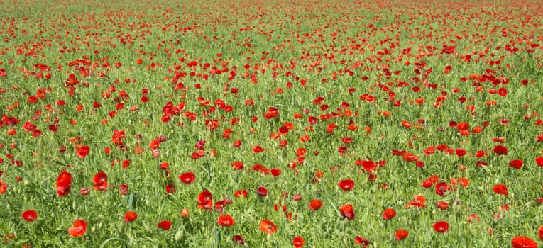 field of poppies, a day of spring