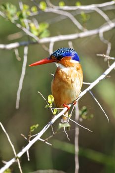 Malachite Kingfisher sitting on a branch above a river