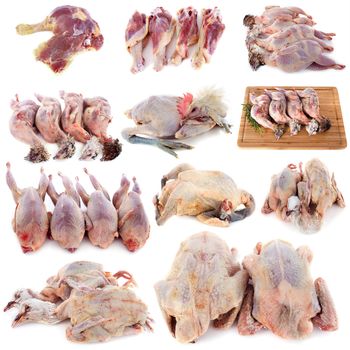 group of poultry in front of white background