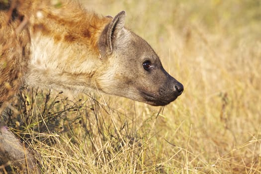 Spotted Hyaena near Skukuza in the Kruger National Park, South Africa