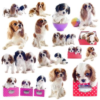 group of cavalier king charles in front of white background