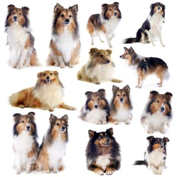 portrait of a purebred shetland dogs in front of white background