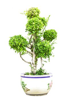 Bonsai dwarf green tree in pot isolated on white background