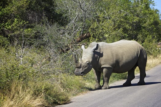 White Rhino near Lower Sabie in the Kruger National Park, South Africa