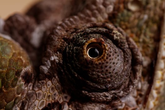 Chameleon on the leaf (Chamaeleo calyptratus)