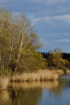 reedy lakeside with trees and cloudy sky