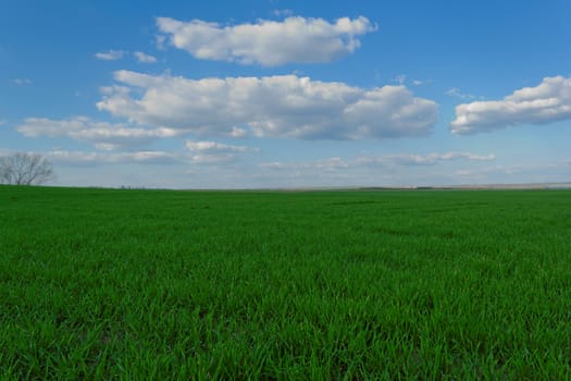 green wheat field under the blue cloudy sky